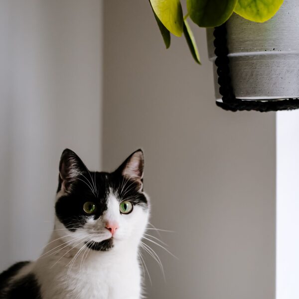 Mezglotu augu turētāju komplekts. Kaķiem draudzīgs dizains. Foto: Zane Ozoliņa.